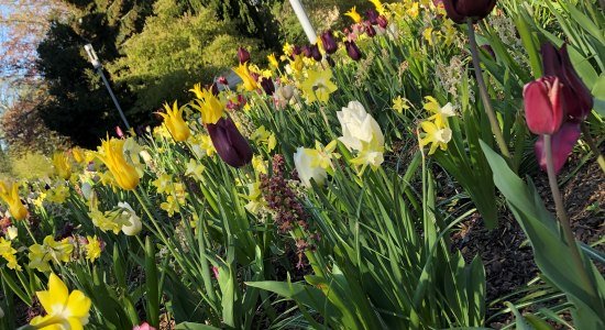 Frühlingsbeete im Kurpark Bad Nenndorf, im Hintergrund das Hotel Esplanade, © Kur- und Tourismusgesellschaft Staatsbad Nenndorf mbH