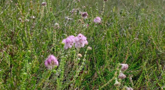 Glockenheide im Wacholderwald , © Lüneburger Heide GmbH 