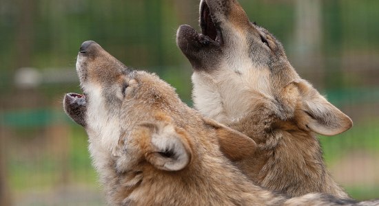 Wölfe im Wolfcenter Dörverden, © Wolfcenter Dörverden