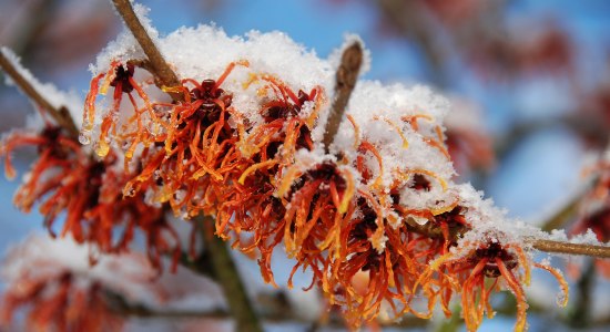 Hamamelis im Frostkleid, © Park der Gärten