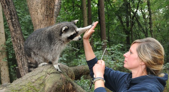 Inventur bei den Waschbären, © Bettina Blumenthal