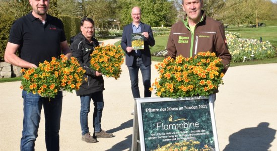 Dirk Klefer (Blumen Klefer, Augustfehn) und Wilfried Klefer (Blumen Diers, Wiefelstede) übergeben und Christian Wandscher (Geschäftsführer, Park der Gärten) und Björn Ehsen (Gärtnerischer Leiter, Park der Gärten) die Pflanze des Jahres im Norden 2021 für den Park der Gärten, © Park der Gärten 