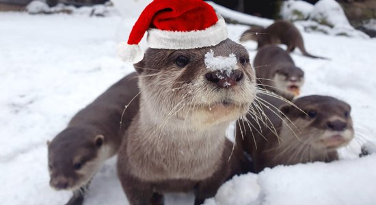 Zwergotter in Weihnachtsstimmung, © Wildpark Schwarze Berge