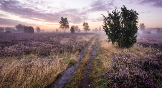 Heide-Videos für den Großbildschirm , © Lüneburger Heide GmbH/ Markus Tiemann