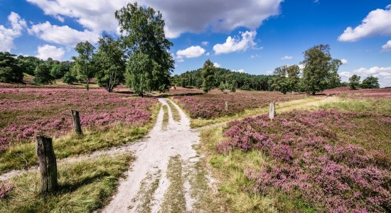 Fischbeker Heide, © Lüneburger Heide GmbH