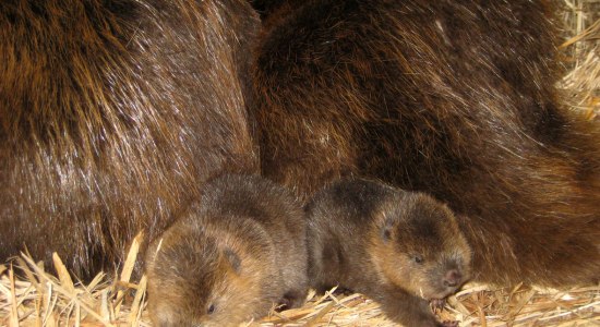 Bibernachwuchs mit Eltern , ©  Biosphaerium