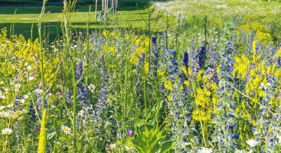 Wildbienenmischung, © Braunschweig Stadtmarketing GmbH/Rieger-Hofmann GmbH