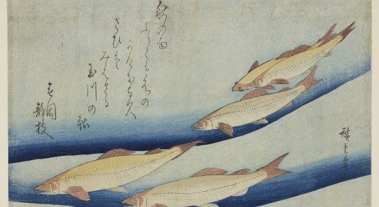 Utagawa Hiroshige, Flußforellen, um 1830, HAUM, Kupferstichkabinett , © Herzog Anton Ulrich-Museum, Kathrin Ulrich