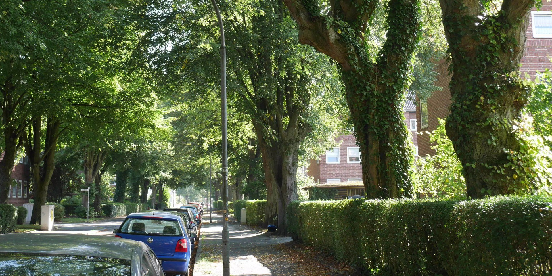 Die Linden-Allee in der Störtebekerstraße, Wilhelmshaven, © Katharina Dietrich