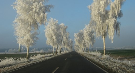 Winterliche Birkenallee an der Hohnhorster Straße, © Gerhard Friedrich 