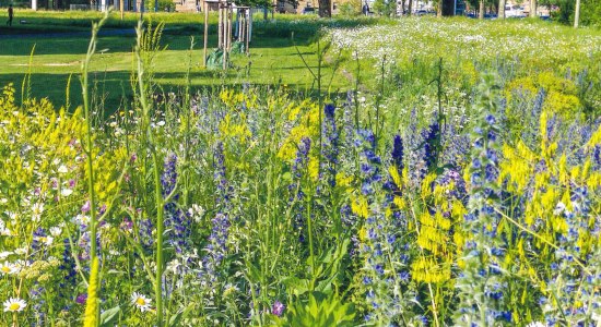 In voller Blüte: Jetzt ist die perfekte Zeit, um die Braunschweiger Wildbienenmischungen auszusäen., © Foto: Rieger-Hofmann GmbH