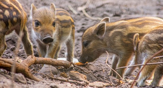 Wildschweinfrischlinge, © Wildpark Müden 