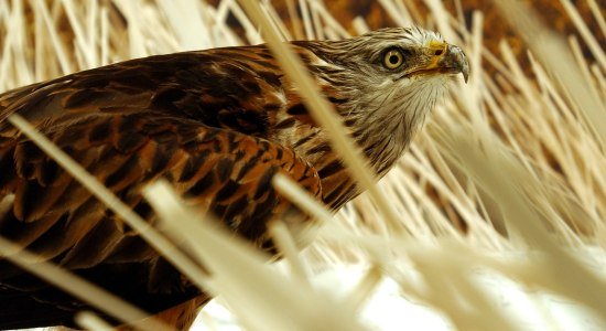 Rotmilan auf Lebensraum-Insel im Biosphaerium, © Biosphaerium Elbtalaue