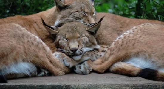 Eltern Ronja und Finn beim Kuscheln im Wildpark Schwarze Berge, © Wildpark Schwarze Berge GmbH &amp; Co. KG/ H. Maack