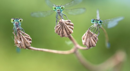 Facettenreiche Insekten, © Alberto Ghizzi Panizza