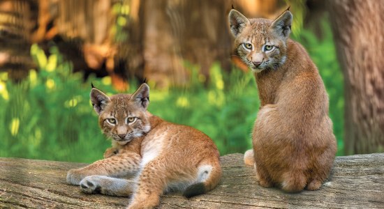 Luchs Nachwuchs freut sich auf neue Gesichter an den Zootagen im Wildpark Schwarze Berge, © T. Schomes