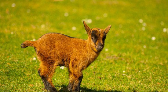 Zwergziege im Wildpark Müden, © Wildpark Müden