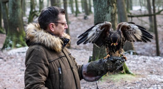 Wüstenbussard landet auf dem Handschuh, © Eventfalknerei GmbH