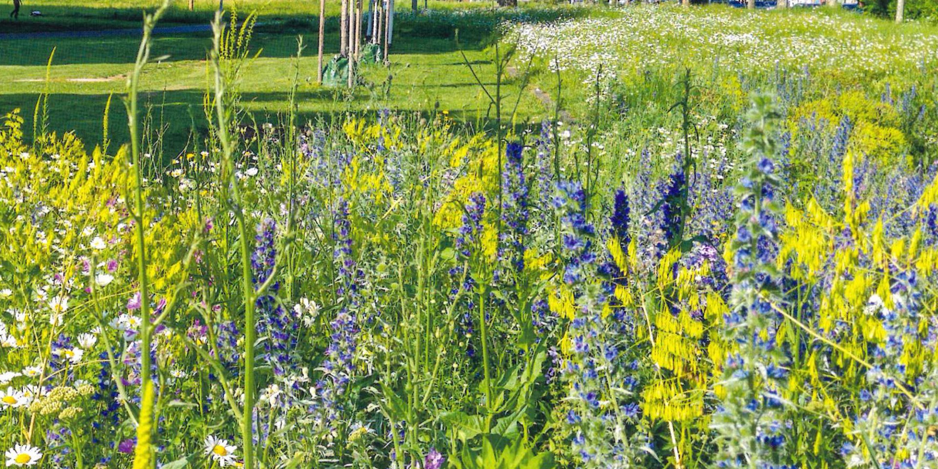 In voller Blüte: Jetzt ist die perfekte Zeit, um die Braunschweiger Wildbienenmischungen auszusäen., © Foto: Rieger-Hofmann GmbH