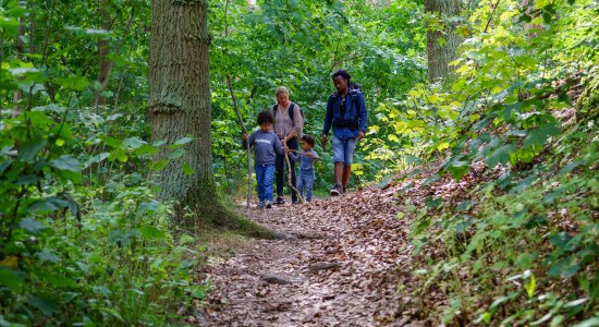 Hartholzauenwälder, © Paco Fiedler / Marketingbüro Wendland.Elbe 