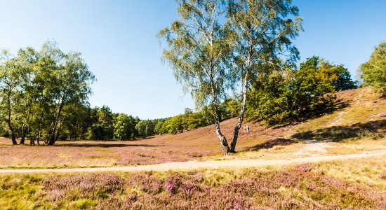 Poetry Slam Wanderung durch die Fischbeker Heide, © Lüneburger Heide GmbH/ Tiemann