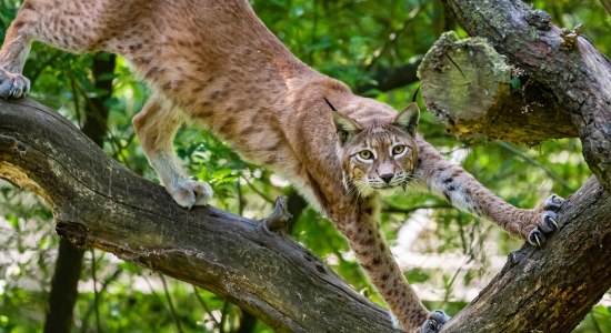 Luchs im Wildpark, © Wildpark Schwarze Berge GmbH &amp; Co. KG