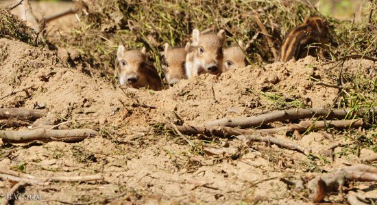 Wildschweinnachwuchs, © Vanessa Krube