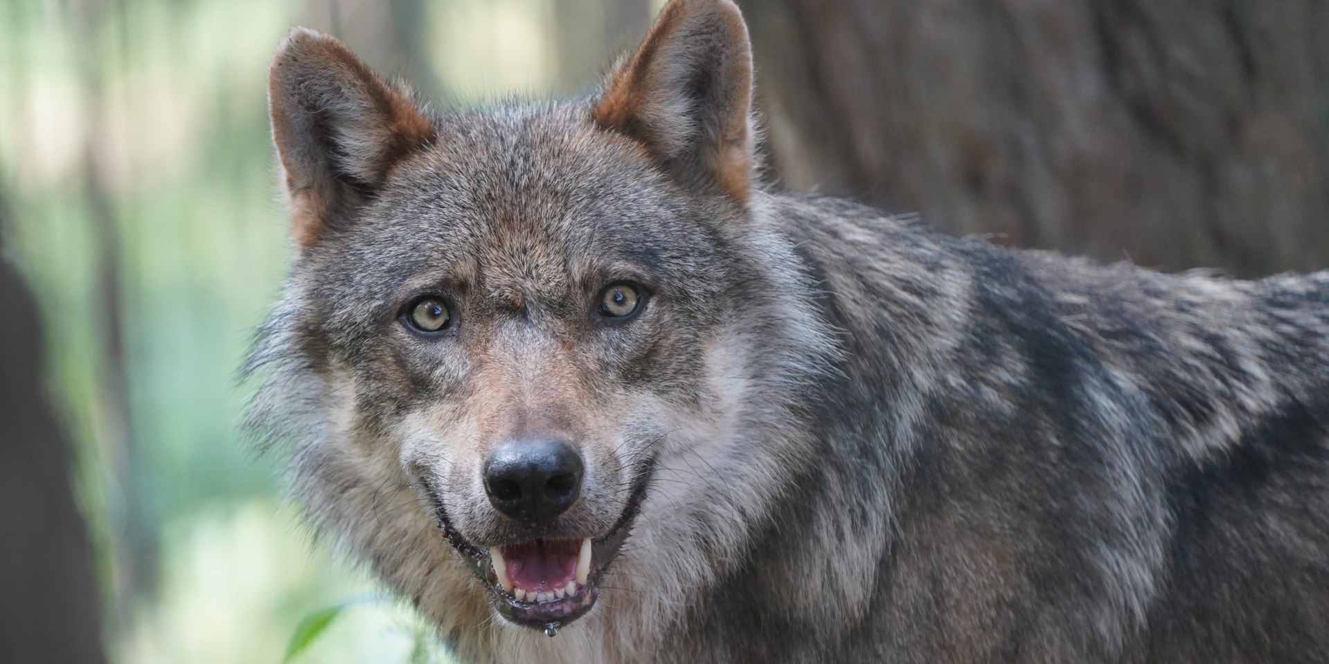 Wolf Django beim Wolfstag, © Wildpark Schwarze Berge 