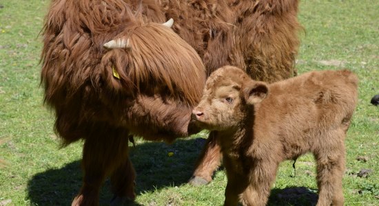 Schottennachwuchs Zottel im Wildpark Schwarze Berge, © Wildpark Schwarze Berge