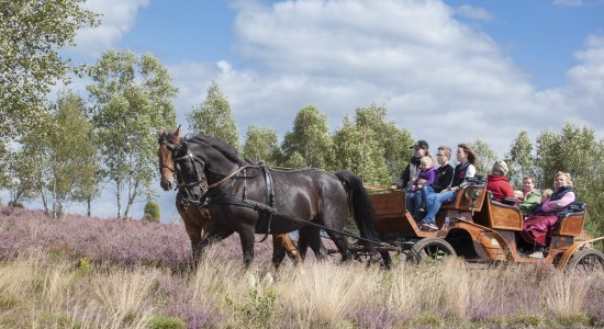 ErlebnisCard Lüneburger Heide bietet unter anderem Vergünstigungen bei Aktivitäten wie Kutschfahrten, © Bispingen Touristik