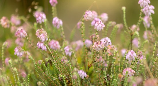 Glockenheide, © Lüneburger Heide GmbH