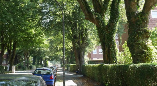 Die Linden-Allee in der Störtebekerstraße, Wilhelmshaven, © Katharina Dietrich