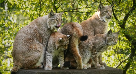 Luchseltern ziehen Nachwuchs im Wildpark Schwarze Berge, © Wildpark Schwarze Berge