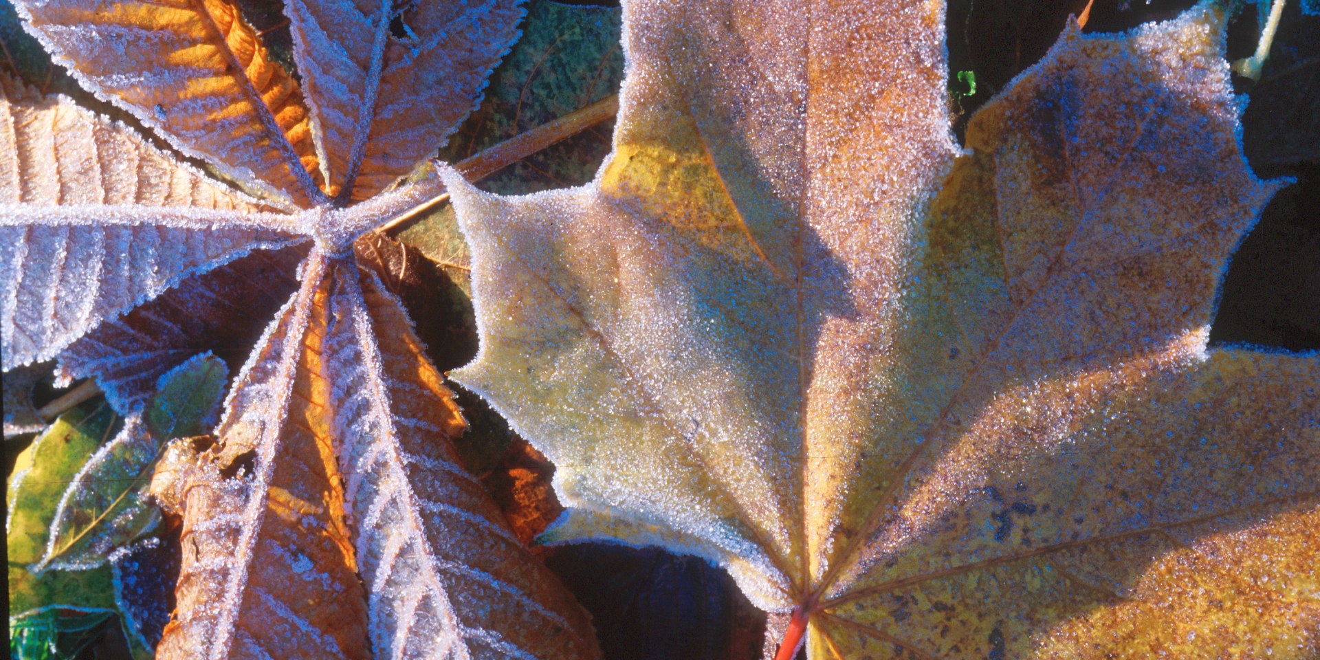 Herbst im Wald bei Hohegeiß, © TMN/J. A. Fischer