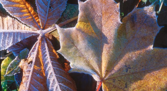 Herbst im Wald bei Hohegeiß, © TMN/J. A. Fischer