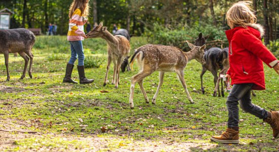 Begehbares Damwildgehege im Wildpark Müden, © Wildpark Müden