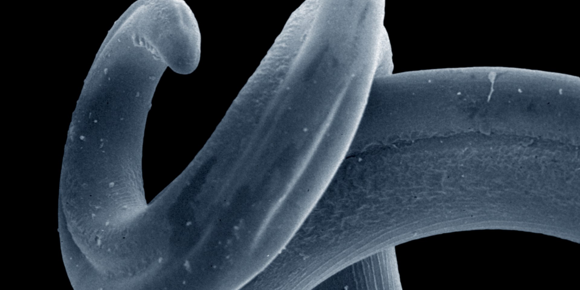 Stechmücken übertragen den Herzwurm (Dirofilaria immitis) auf Hunde., © Prof. Dr. H. Mehlhorn, Heinr Heine Universit Düsseldorf