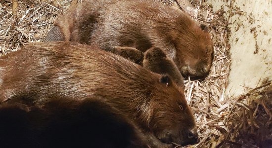 Zwei der vier Biber-Jungen zwischen beiden Elterntieren , © Biosphaerium