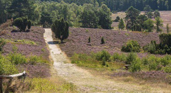 Lüneburger Heide, © Lüneburger Heide GmbH/ Dominik Ketz