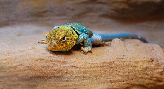 Reptilienausstellung im Wildpark Schwarze Berge, © Wildpark Schwarze Berge