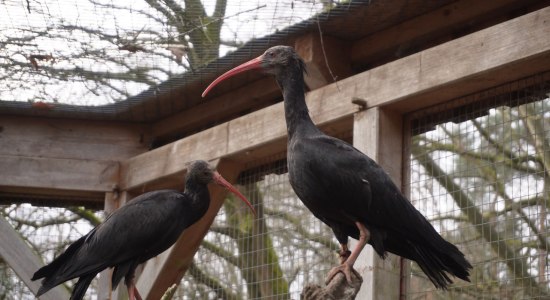 Waldrapp im Wildpark Müden, © Wildpark  Müden