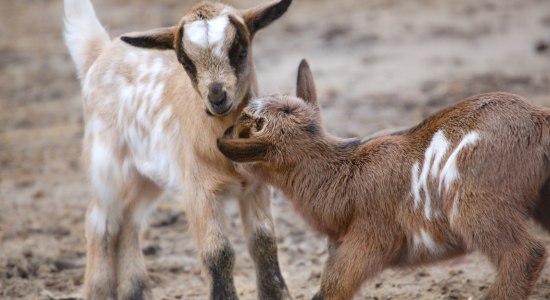 Ziegen Lämmer Wildpark Schwarze Berge, © Wildpark Schwarze Berge