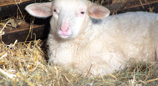 Leineschaf-Lamm, © Wildpark Müden 