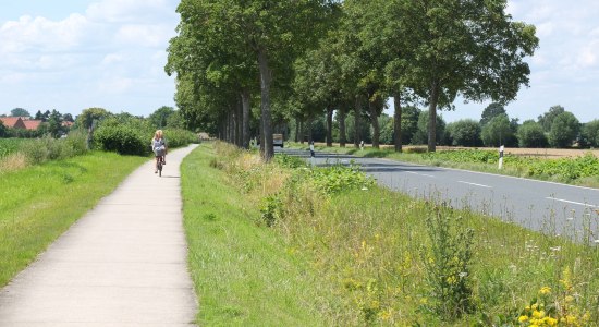 Berg-Ahorn-Allee „An der Schleuse“ bei Bolzum, © Niedersächsischer Heimatbund e.V. / Foto: Sylvie Lahmann