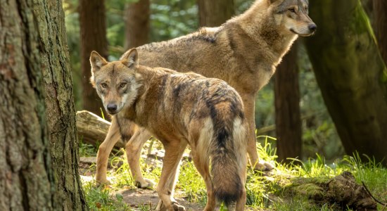 Wolfe stehen im Mittelpunkt, © Wildpark Schwarze Berge 