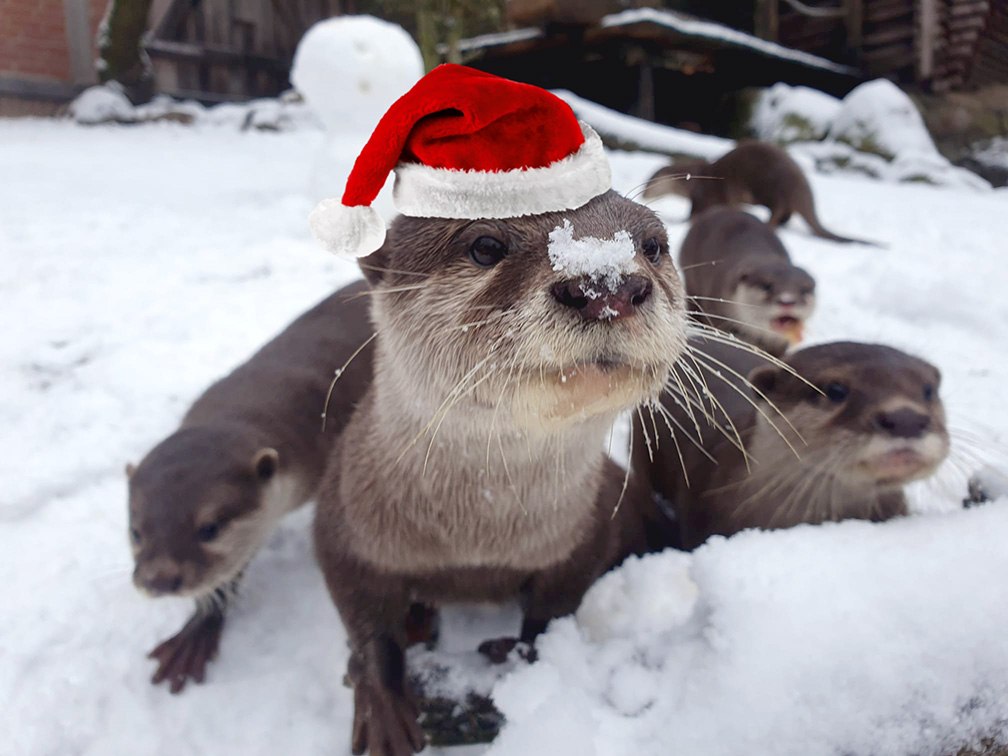 Zwergotter in Weihnachtsstimmung, © Wildpark Schwarze Berge