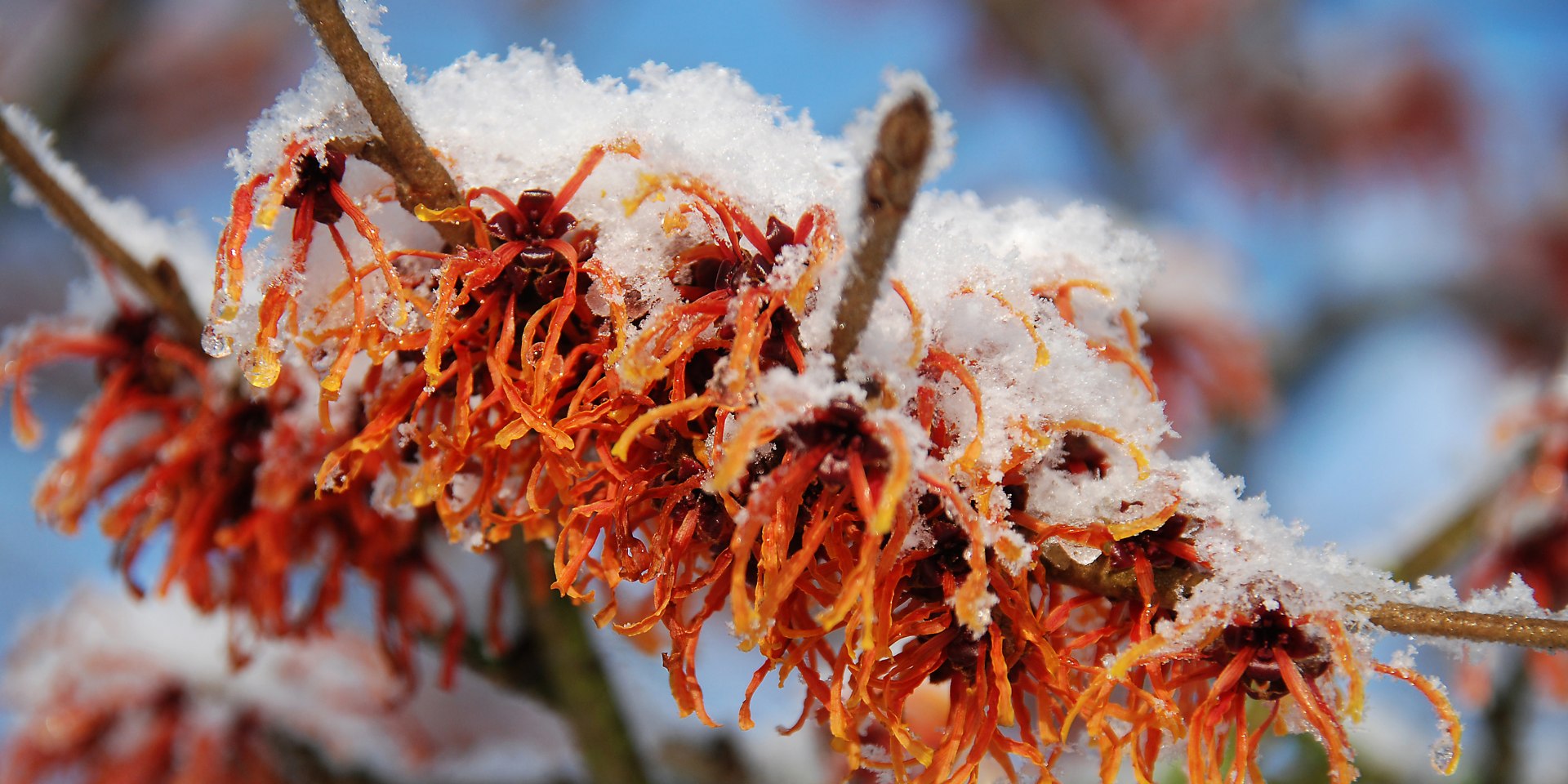 Hamamelis im Frostkleid, © Park der Gärten