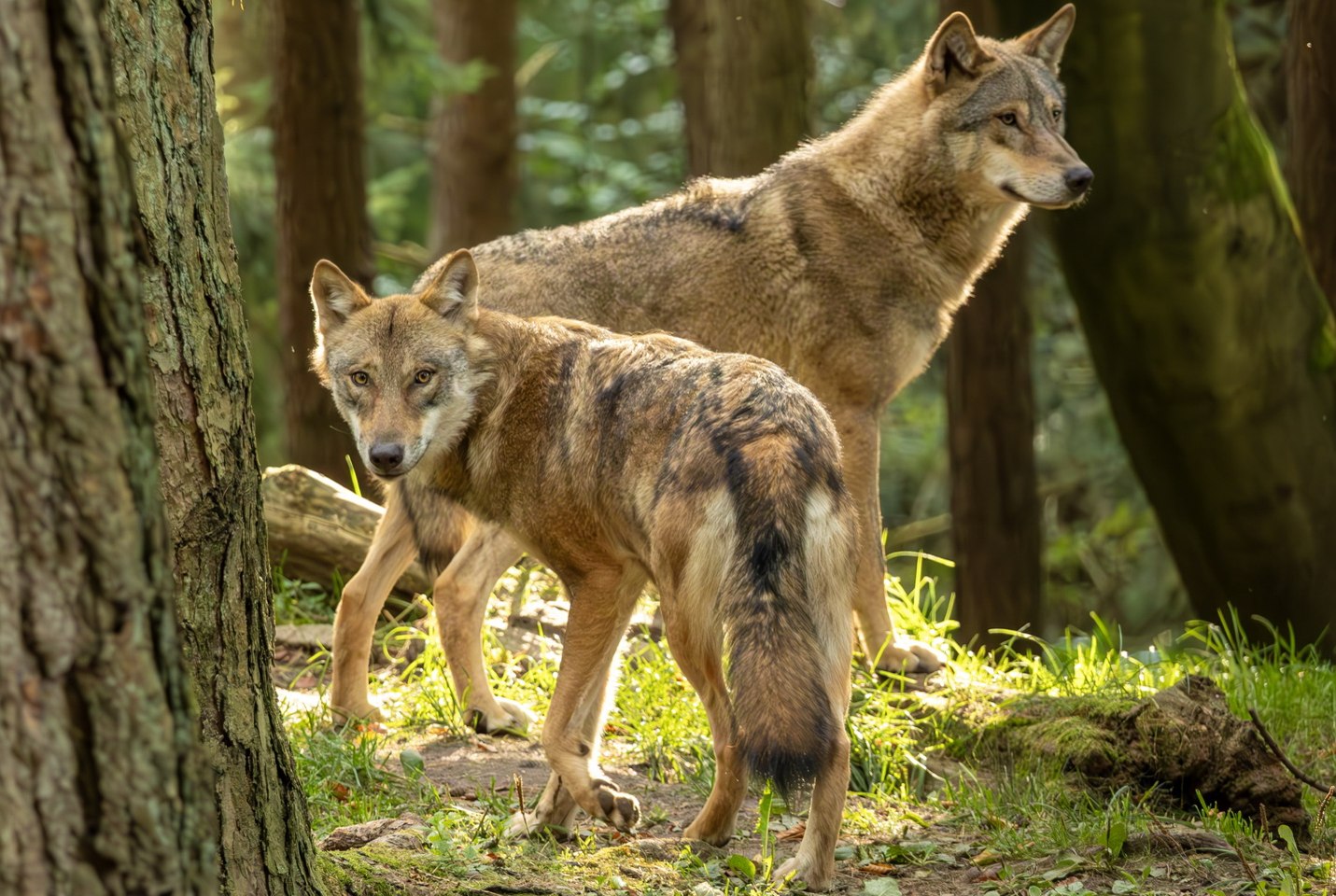 Wolfe stehen im Mittelpunkt, © Wildpark Schwarze Berge 