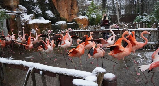 Die Flamingos werden gezählt, © Erlebnis Zoo Hannover