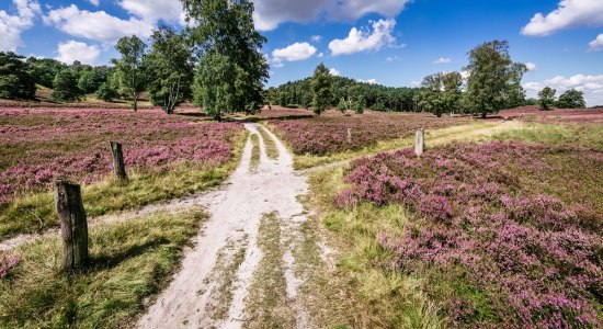 Wandern auf dem Heidschnuckenweg , © Lüneburger Heide GmbH